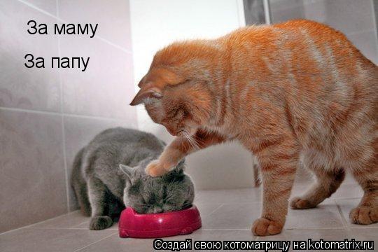 За маму За папу... Котоматрица: За маму За папу