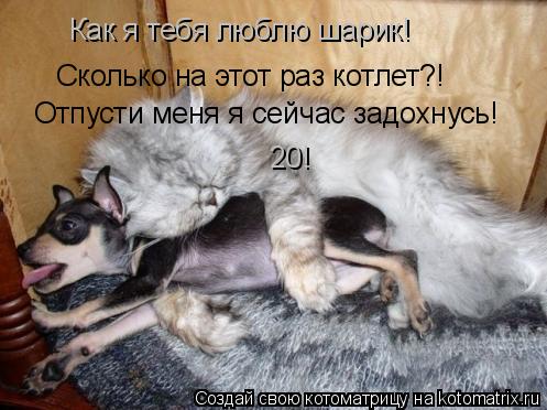 Как я тебя люблю шарик! Сколько на этот раз котлет?! Отпусти меня я сейчас задохнусь! 20!... Котоматрица: Как я тебя люблю шарик! Сколько на этот раз котлет?! Отпусти меня я сейчас задохнусь! 20!