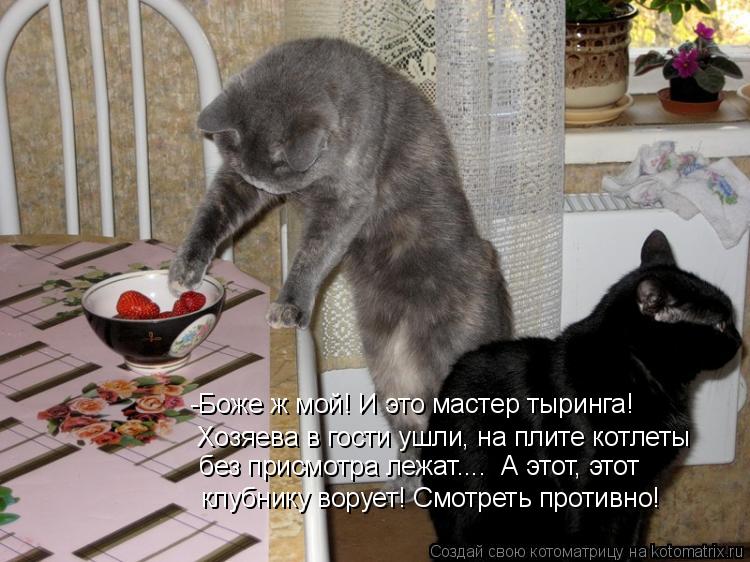 -Боже ж мой! И это мастер тыринга! Хозяева в гости ушли, на плите котлеты без присмотра лежат.... А... Котоматрица: -Боже ж мой! И это мастер тыринга! Хозяева в гости ушли, на плите котлеты без присмотра лежат.... А этот, этот клубнику ворует! Смотреть проти