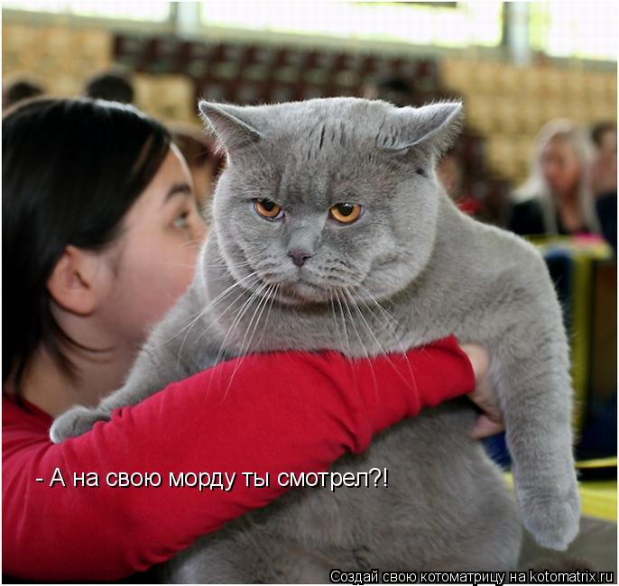 - А на свою морду ты смотрел?!... Котоматрица: - А на свою морду ты смотрел?!