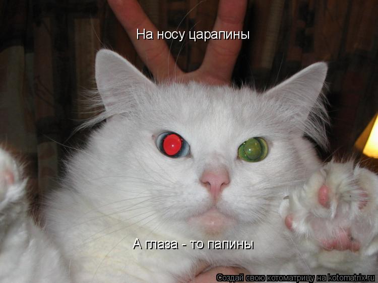 На носу царапины А глаза - то папины... Котоматрица: На носу царапины А глаза - то папины
