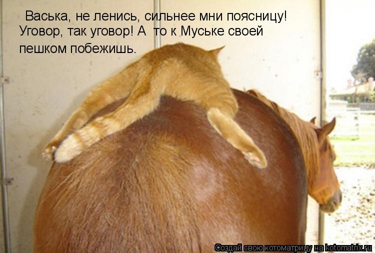 Васька, не ленись, сильнее мни поясницу! Уговор, так уговор! А то к Муське своей пешком побежишь.... Котоматрица: Васька, не ленись, сильнее мни поясницу! Уговор, так уговор! А то к Муське своей пешком побежишь.