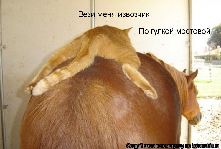 Вези меня извозчик По гулкой мостовой... Котоматрица: Вези меня извозчик По гулкой мостовой