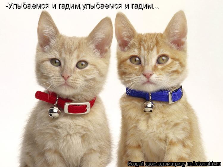 -Улыбаемся и гадим,улыбаемся и гадим...... Котоматрица: -Улыбаемся и гадим,улыбаемся и гадим...