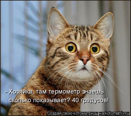 - Хозяйка, там термометр знаешь сколько показывает? 40 градусов!... Котоматрица: - Хозяйка, там термометр знаешь сколько показывает? 40 градусов!