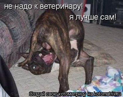не надо к ветеринару! я лучше сам!... Котоматрица: не надо к ветеринару! я лучше сам!
