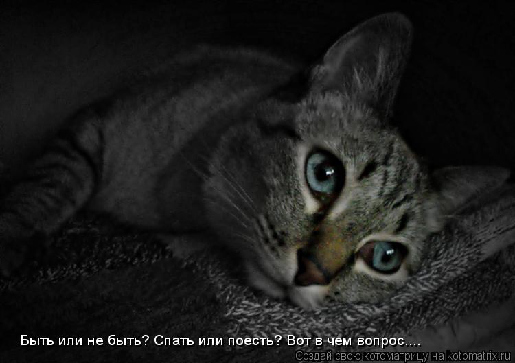 Быть или не быть? Спать или поесть? Вот в чем вопрос....... Котоматрица: Быть или не быть? Спать или поесть? Вот в чем вопрос....