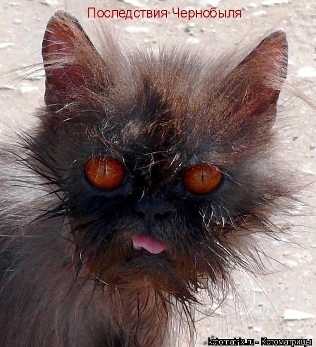 Последствия Чернобыля... Котоматрица: Последствия Чернобыля