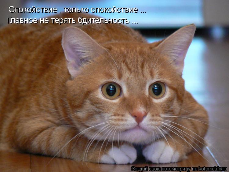 Спокойствие , только спокойствие ... Главное не терять бдительность ...... Котоматрица: Спокойствие , только спокойствие ... Главное не терять бдительность ...