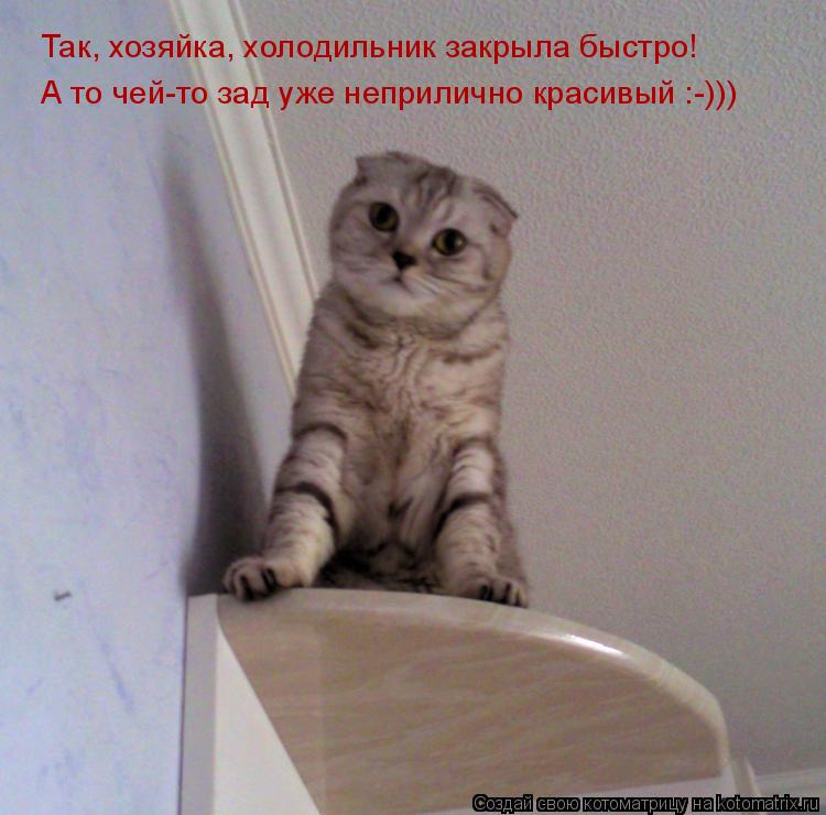 Так, хозяйка, холодильник закрыла быстро! А то чей-то зад уже неприлично красивый :-)))... Котоматрица: Так, хозяйка, холодильник закрыла быстро! А то чей-то зад уже неприлично красивый :-)))