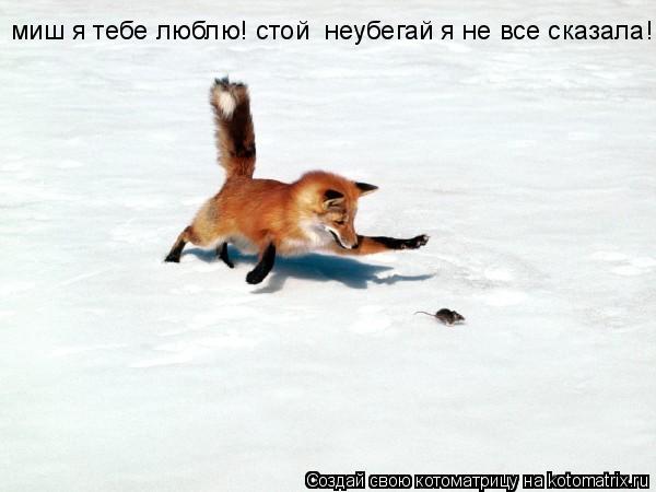 миш я тебе люблю! стой неубегай я не все сказала!... Котоматрица: миш я тебе люблю! стой неубегай я не все сказала!