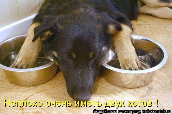 Неплохо очень иметь двух котов !... Котоматрица: Неплохо очень иметь двух котов !