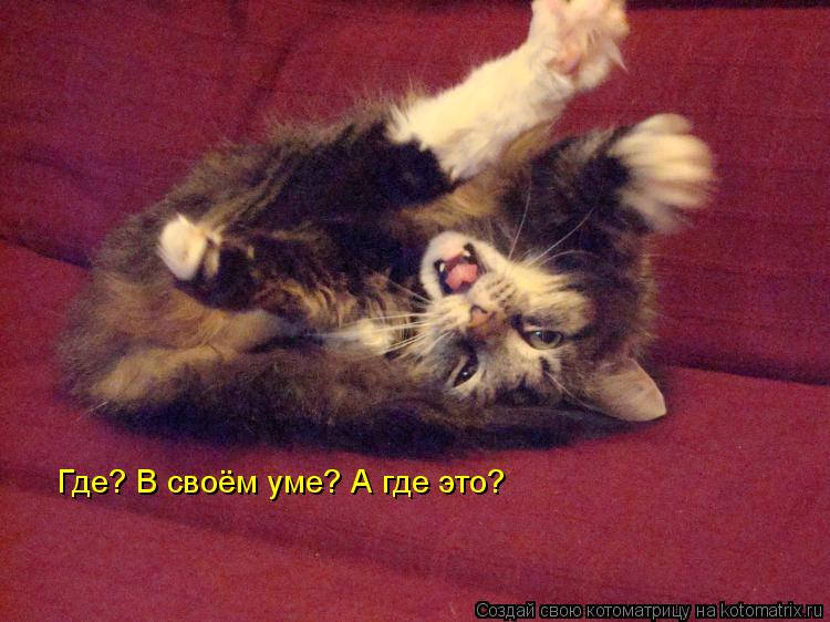 Где? В своём уме? А где это?... Котоматрица: Где? В своём уме? А где это?