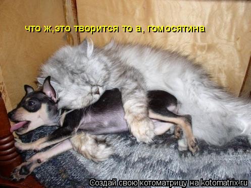 что ж,это творится то а, гомосятина... Котоматрица: что ж,это творится то а, гомосятина