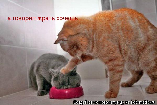 а говорил жрать хочешь... Котоматрица: а говорил жрать хочешь
