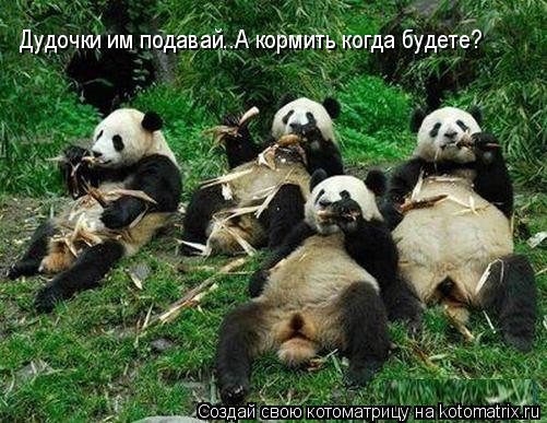Дудочки им подавай..А кормить когда будете?... Котоматрица: Дудочки им подавай..А кормить когда будете?