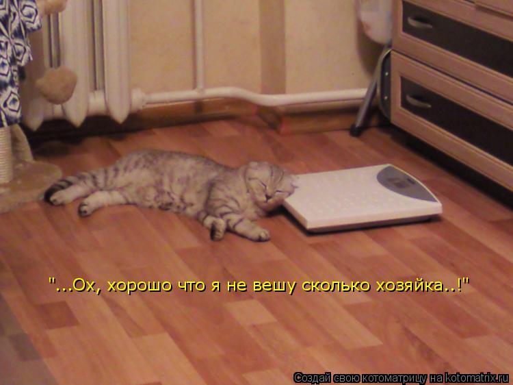 "...Ох, хорошо что я не вешу сколько хозяйка..!"... Котоматрица: "...Ох, хорошо что я не вешу сколько хозяйка..!"