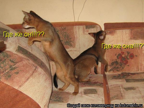 Где же она!!!?? Где же он!!!??... Котоматрица: Где же она!!!?? Где же он!!!??