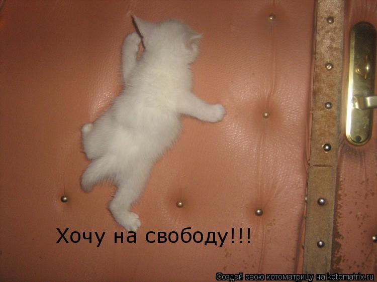 Хочу на свободу!!!... Котоматрица: Хочу на свободу!!!