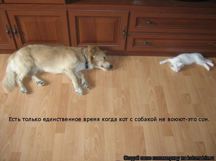 Есть только единственное время когда кот с собакой не воюют Есть только единственное время когда кот ... Котоматрица: Есть только единственное время когда кот с собакой не воюют Есть только единственное время когда кот с собакой не воюют-это сон.