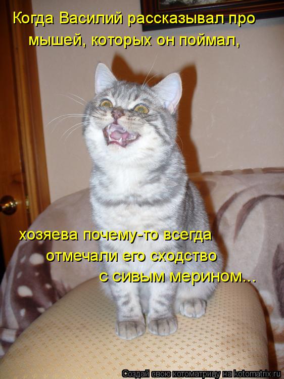Котоматрица: Когда Василий рассказывал про  мышей, которых он поймал,  хозяева почему-то всегда отмечали его сходство с сивым мерином...
