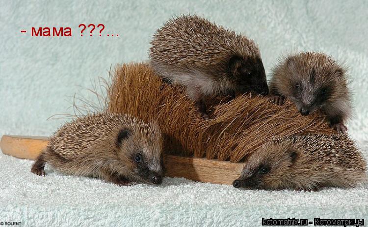 - мама ???...... Котоматрица: - мама ???...