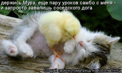 держись Мурз, еще пару уроков самбо с меня - и запросто завалишь соседского дога... Котоматрица: держись Мурз, еще пару уроков самбо с меня - и запросто завалишь соседского дога