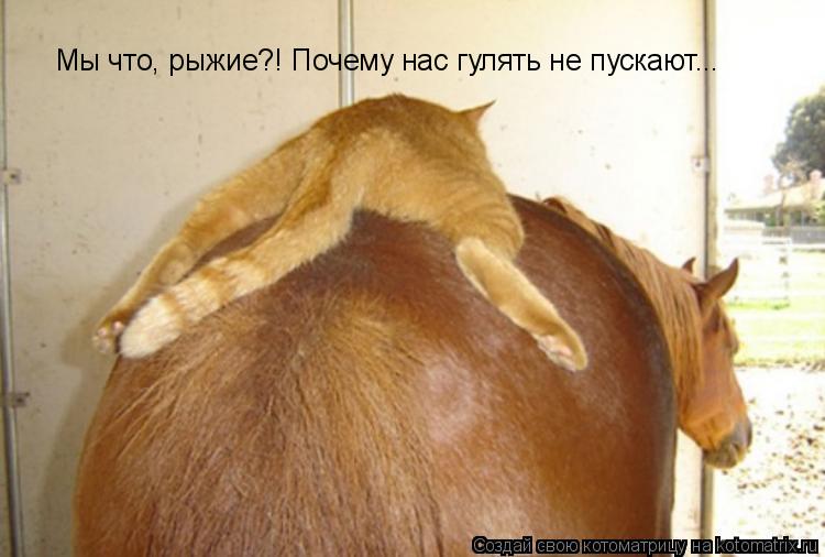 Мы что, рыжие?! Почему нас гулять не пускают...... Котоматрица: Мы что, рыжие?! Почему нас гулять не пускают...