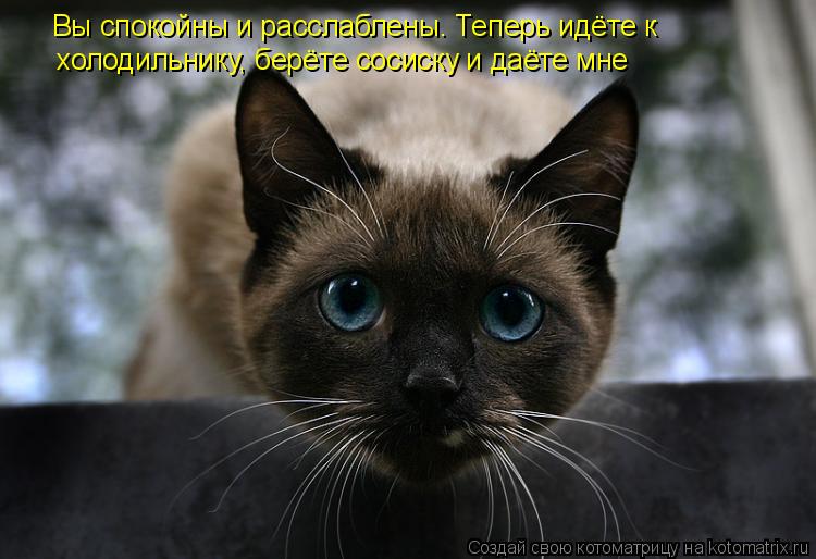 Вы спокойны и расслаблены. Теперь идёте к холодильнику, берёте сосиску и даёте мне... Котоматрица: Вы спокойны и расслаблены. Теперь идёте к холодильнику, берёте сосиску и даёте мне