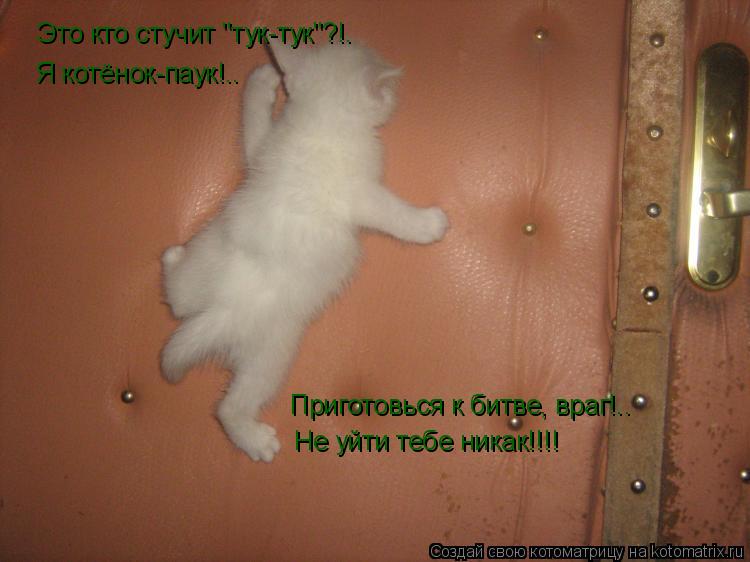 Это кто стучит "тук-тук"?!. Я котёнок-паук!.. Приготовься к битве, враг!.. Не уйти тебе никак!!!!... Котоматрица: Это кто стучит "тук-тук"?!. Я котёнок-паук!.. Приготовься к битве, враг!.. Не уйти тебе никак!!!!