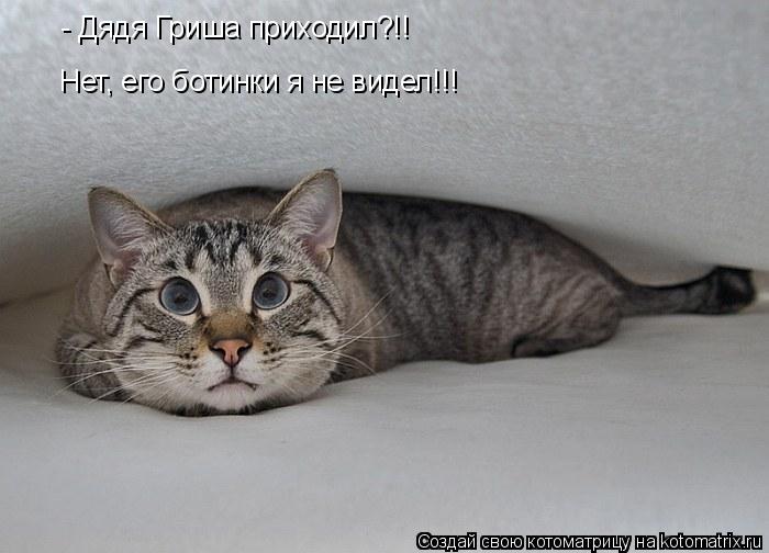 - Дядя Гриша приходил?!! Нет, его ботинки я не видел!!!... Котоматрица: - Дядя Гриша приходил?!! Нет, его ботинки я не видел!!!