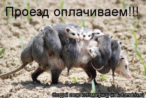 Проезд оплачиваем!!!... Котоматрица: Проезд оплачиваем!!!