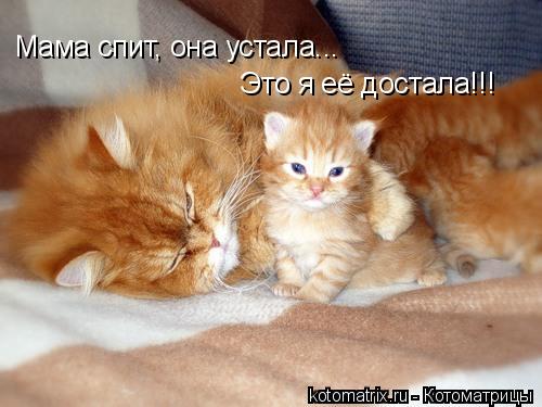 Мама спит, она устала... Это я её достала!!!... Котоматрица: Мама спит, она устала... Это я её достала!!!