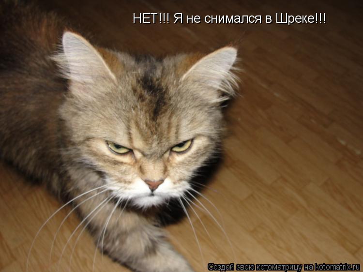 НЕТ!!! Я не снимался в Шреке!!!... Котоматрица: НЕТ!!! Я не снимался в Шреке!!!