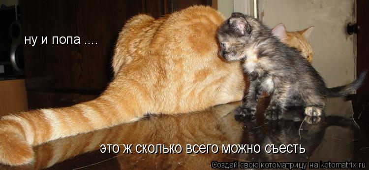 это ж сколько всего можно съесть ну и попа ....... Котоматрица: это ж сколько всего можно съесть ну и попа ....
