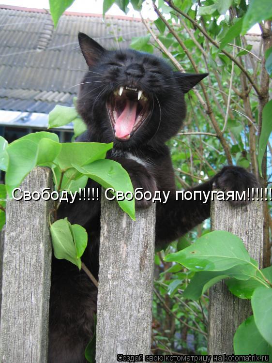 Свободу!!!!! Свободу попугаям!!!!!!... Котоматрица: Свободу!!!!! Свободу попугаям!!!!!!