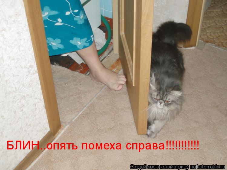 БЛИН..опять помеха справа!!!!!!!!!!!... Котоматрица: БЛИН..опять помеха справа!!!!!!!!!!!