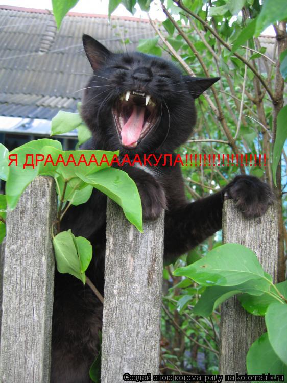 Я ДРАААААААААКУЛА!!!!!!!!!!!!!!!!!!... Котоматрица: Я ДРАААААААААКУЛА!!!!!!!!!!!!!!!!!!