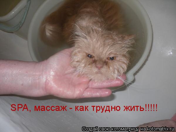SPA, массаж - как трудно жить!!!!!... Котоматрица: SPA, массаж - как трудно жить!!!!!