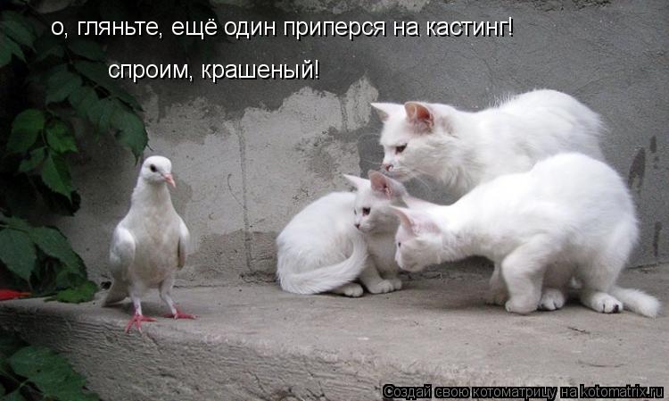 о, гляньте, ещё один приперся на кастинг! спроим, крашеный!... Котоматрица: о, гляньте, ещё один приперся на кастинг! спроим, крашеный!
