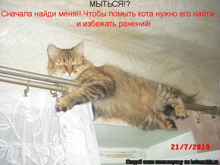 МЫТЬСЯ!? Сначала найди меня!! Чтобы помыть кота нужно его найти... ... и избежать ранений!... Котоматрица: МЫТЬСЯ!? Сначала найди меня!! Чтобы помыть кота нужно его найти... ... и избежать ранений!