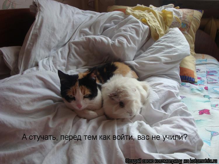 А стучать, перед тем как войти, вас не учили?... Котоматрица: А стучать, перед тем как войти, вас не учили?