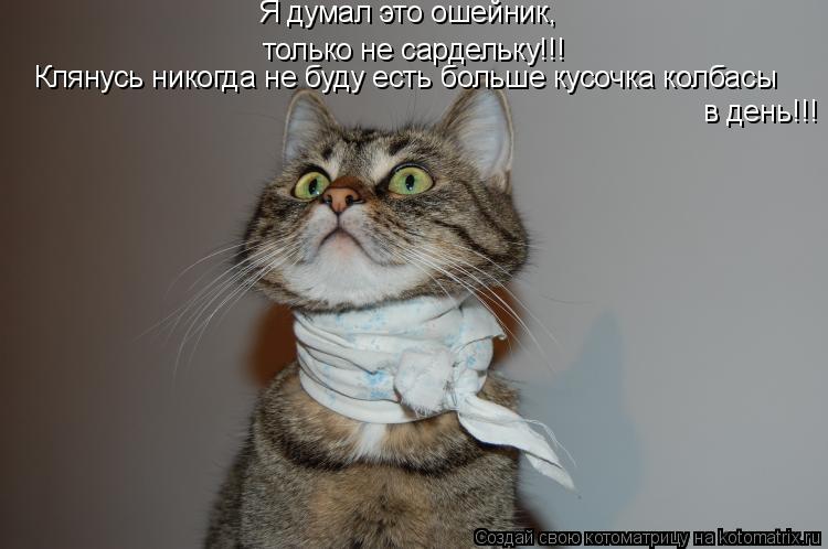 только не сардельку!!! Я думал это ошейник, Клянусь никогда не буду есть больше кусочка колбасы в ден... Котоматрица: только не сардельку!!! Я думал это ошейник, Клянусь никогда не буду есть больше кусочка колбасы в день!!!