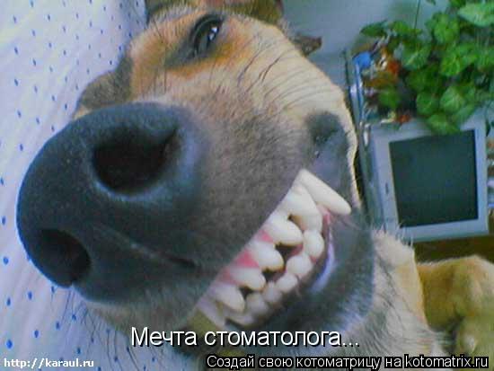 Мечта стоматолога...... Котоматрица: Мечта стоматолога...