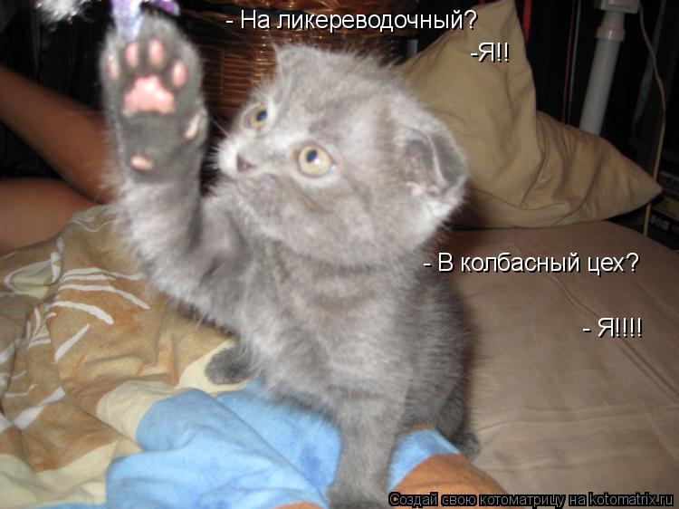 - На ликереводочный? -Я!! - В колбасный цех? - Я!!!!... Котоматрица: - На ликереводочный? -Я!! - В колбасный цех? - Я!!!!