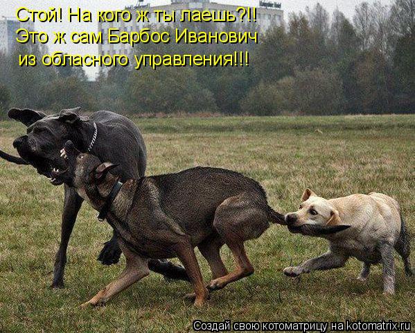 Стой! На кого ж ты лаешь?!! Это ж сам Барбос Иванович из обласного управления!!!... Котоматрица: Стой! На кого ж ты лаешь?!! Это ж сам Барбос Иванович из обласного управления!!!