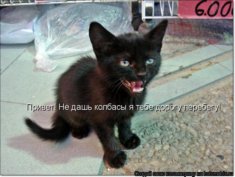 Привет! Не дашь колбасы я тебе дорогу перебегу!... Котоматрица: Привет! Не дашь колбасы я тебе дорогу перебегу!