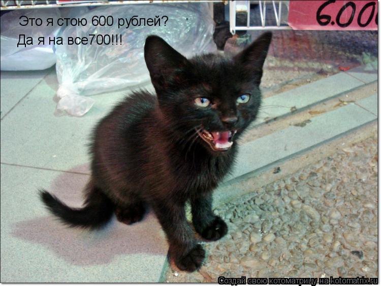Это я стою 600 рублей? Да я на все700!!!... Котоматрица: Это я стою 600 рублей? Да я на все700!!!