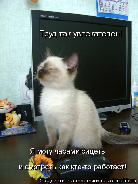 Труд так увлекателен! Я могу часами сидеть и смотреть как кто-то работает! Я могу часами сидеть и см... Котоматрица: Труд так увлекателен! Я могу часами сидеть и смотреть как кто-то работает! Я могу часами сидеть и смотреть как кто-то работает!