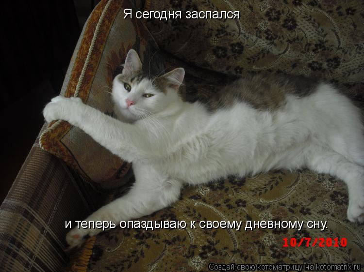 Я сегодня заспался и теперь опаздываю к своему дневному сну.... Котоматрица: Я сегодня заспался и теперь опаздываю к своему дневному сну.